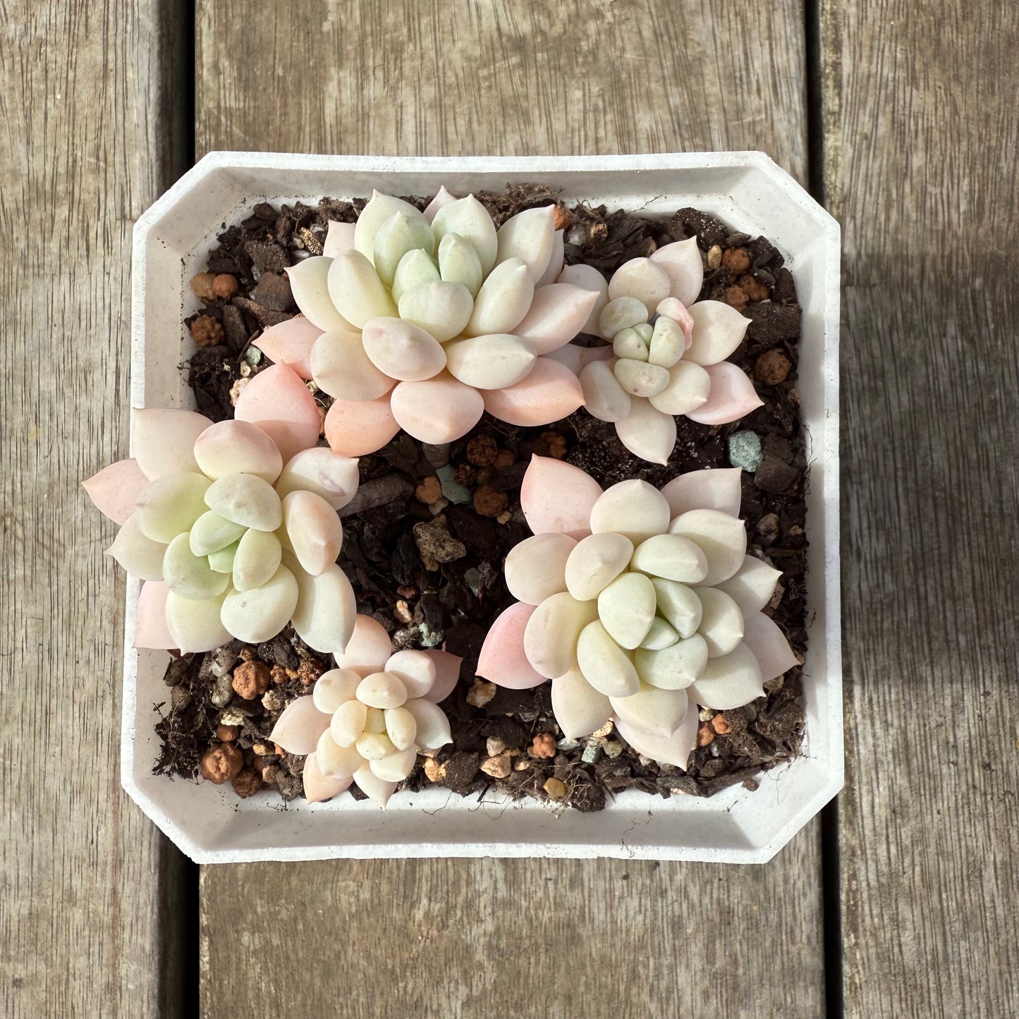 2608 Graptoveria White Horse