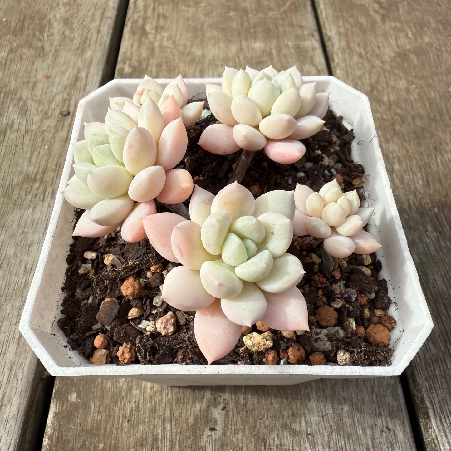 2608 Graptoveria White Horse