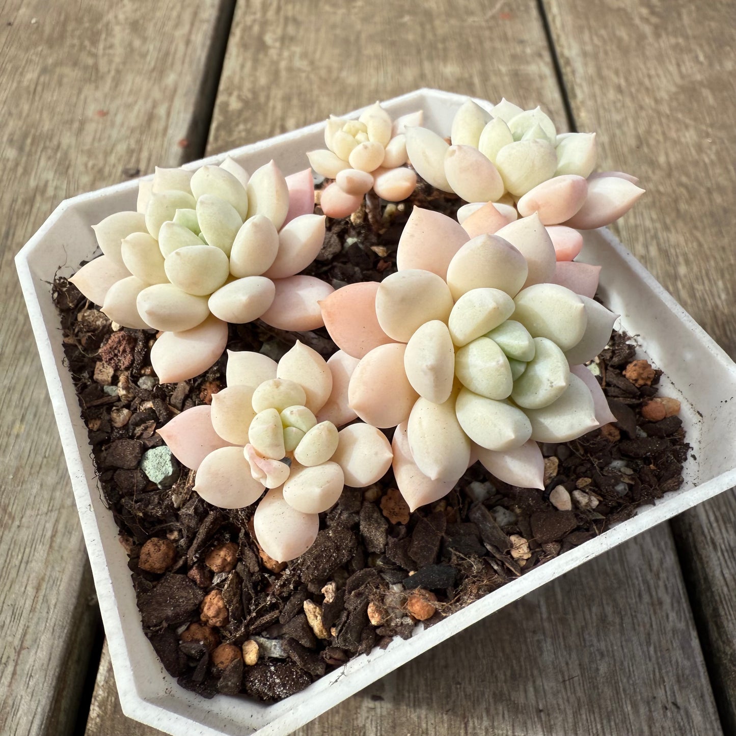 2608 Graptoveria White Horse