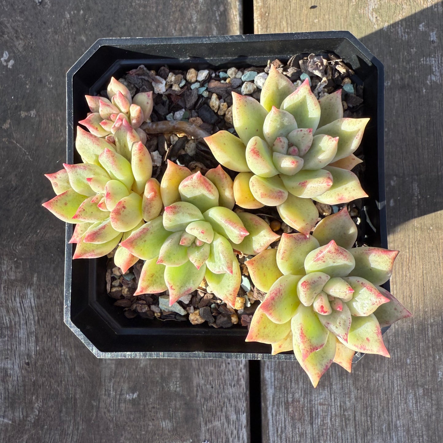 2705 Echeveria Arzee