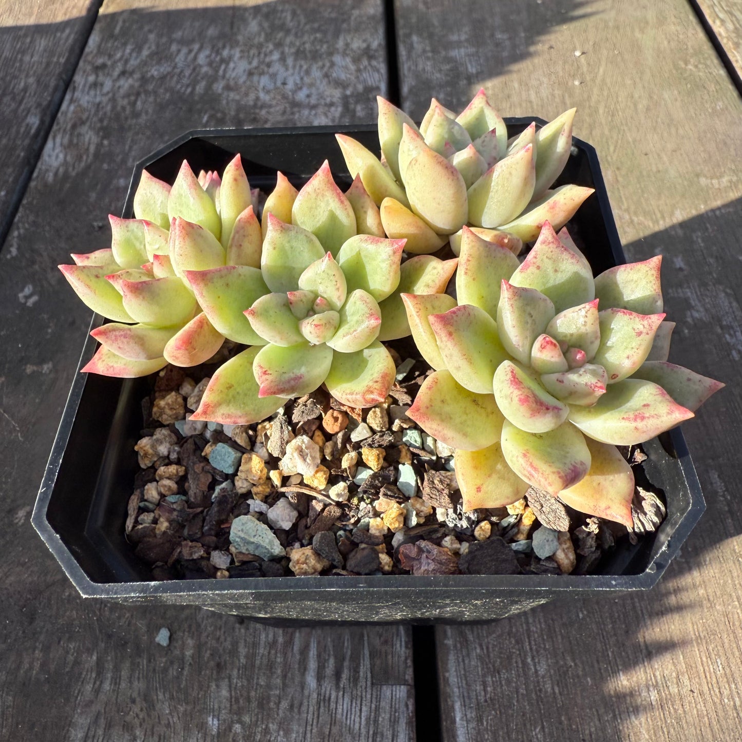 2705 Echeveria Arzee