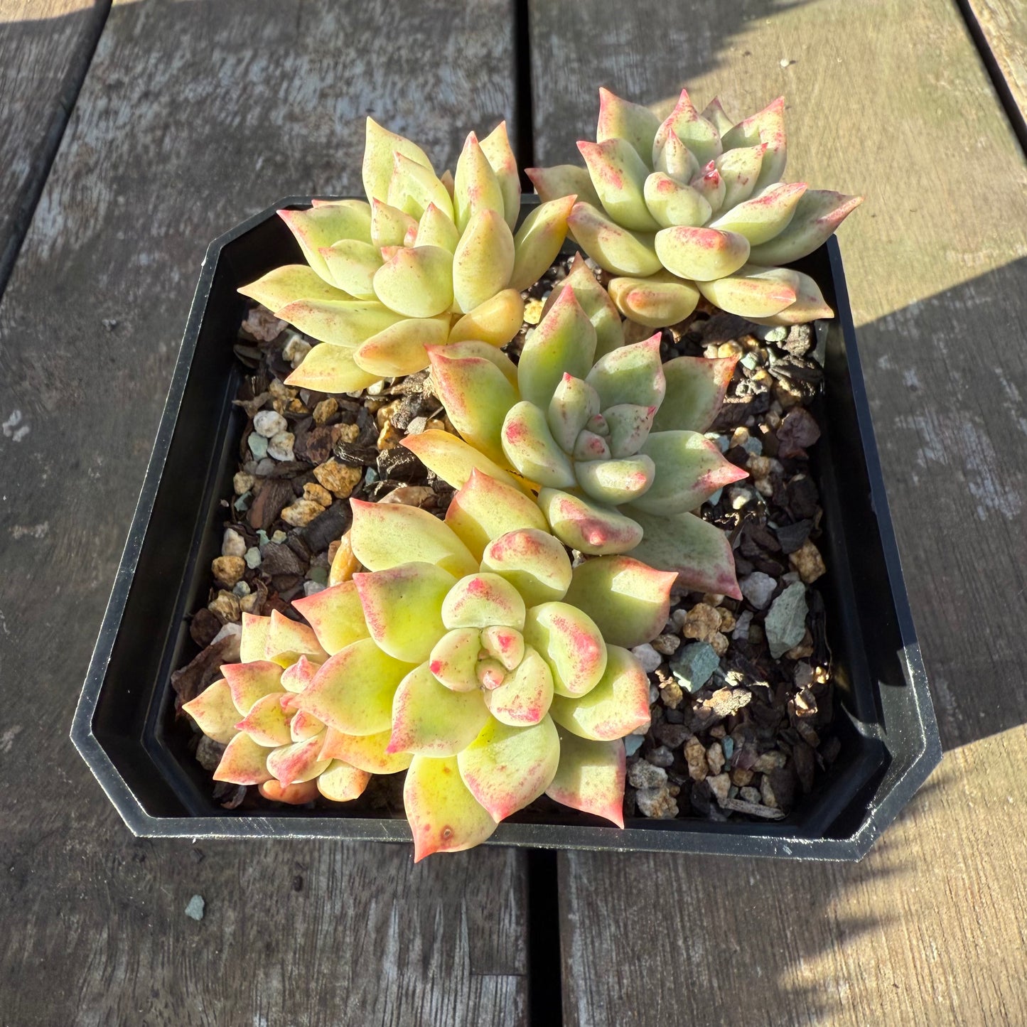 2705 Echeveria Arzee