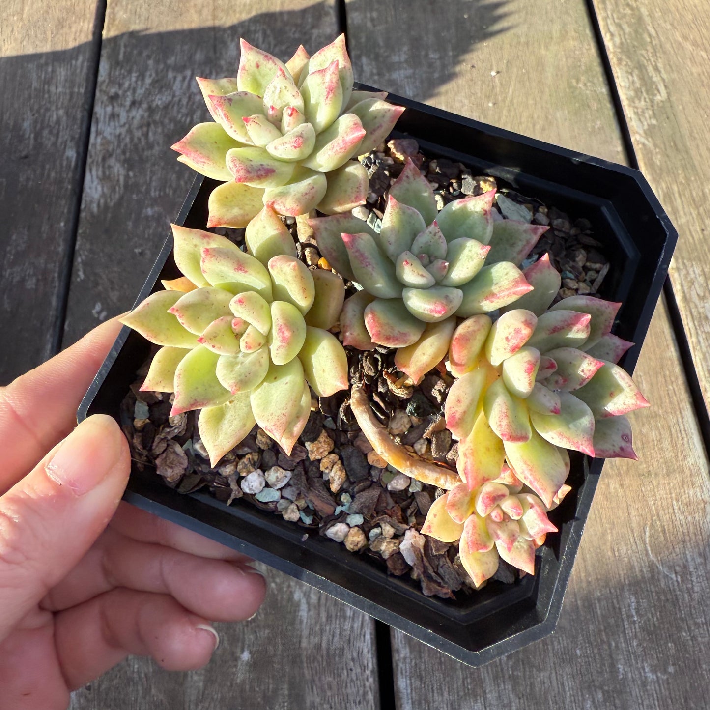 2705 Echeveria Arzee