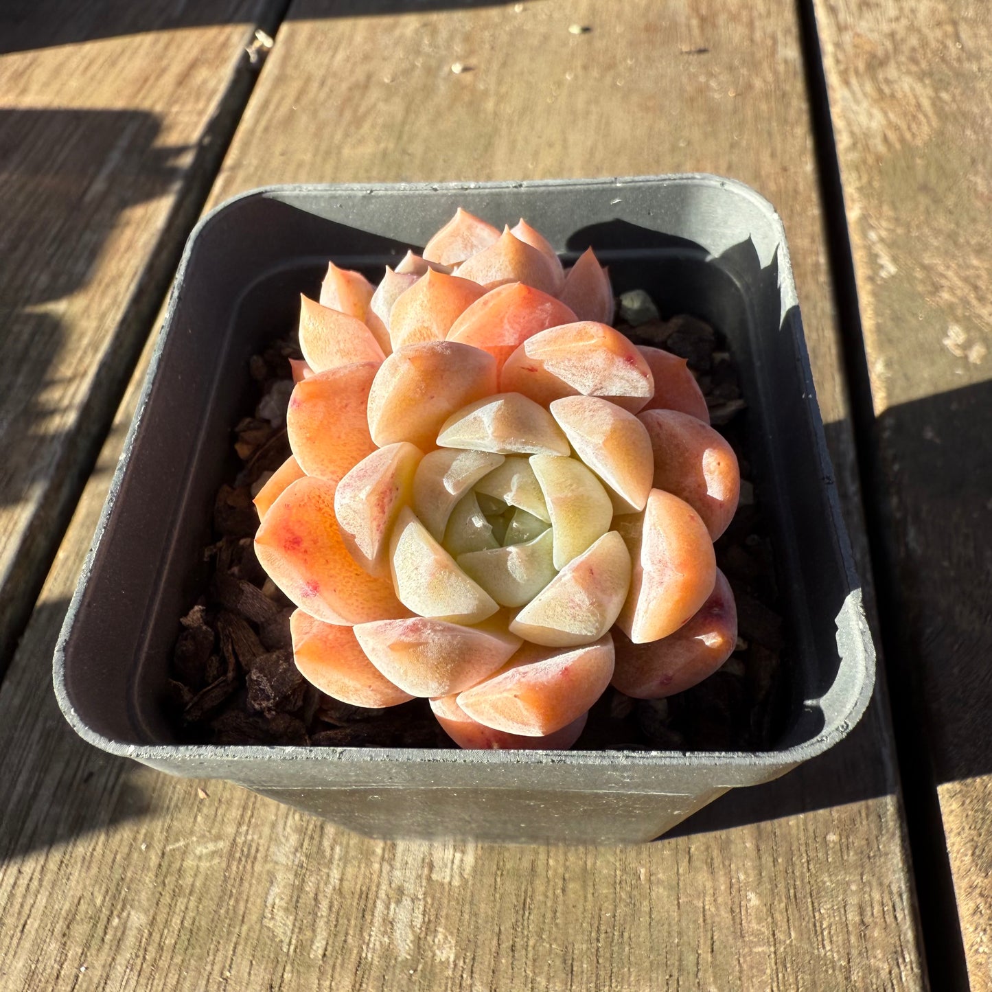 2705 Echeveria Orange Diamond