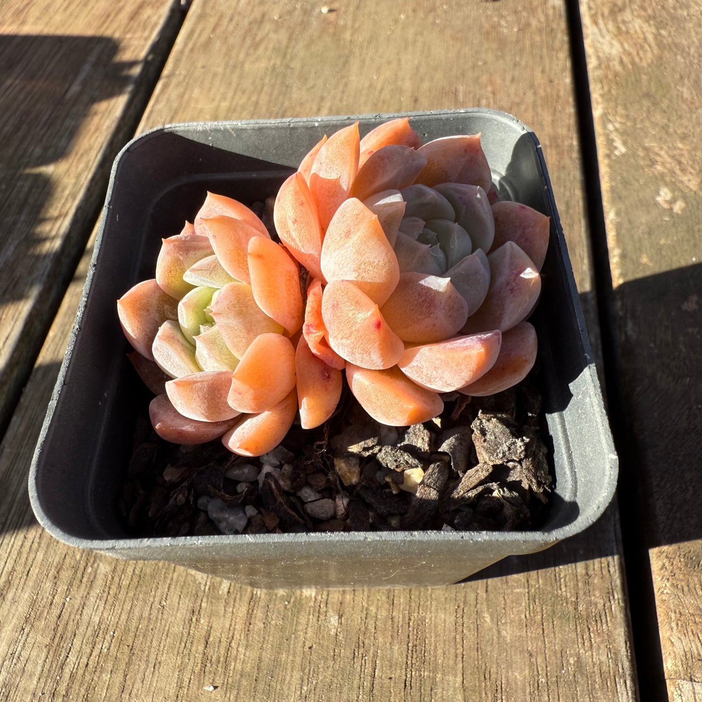2705 Echeveria Orange Diamond