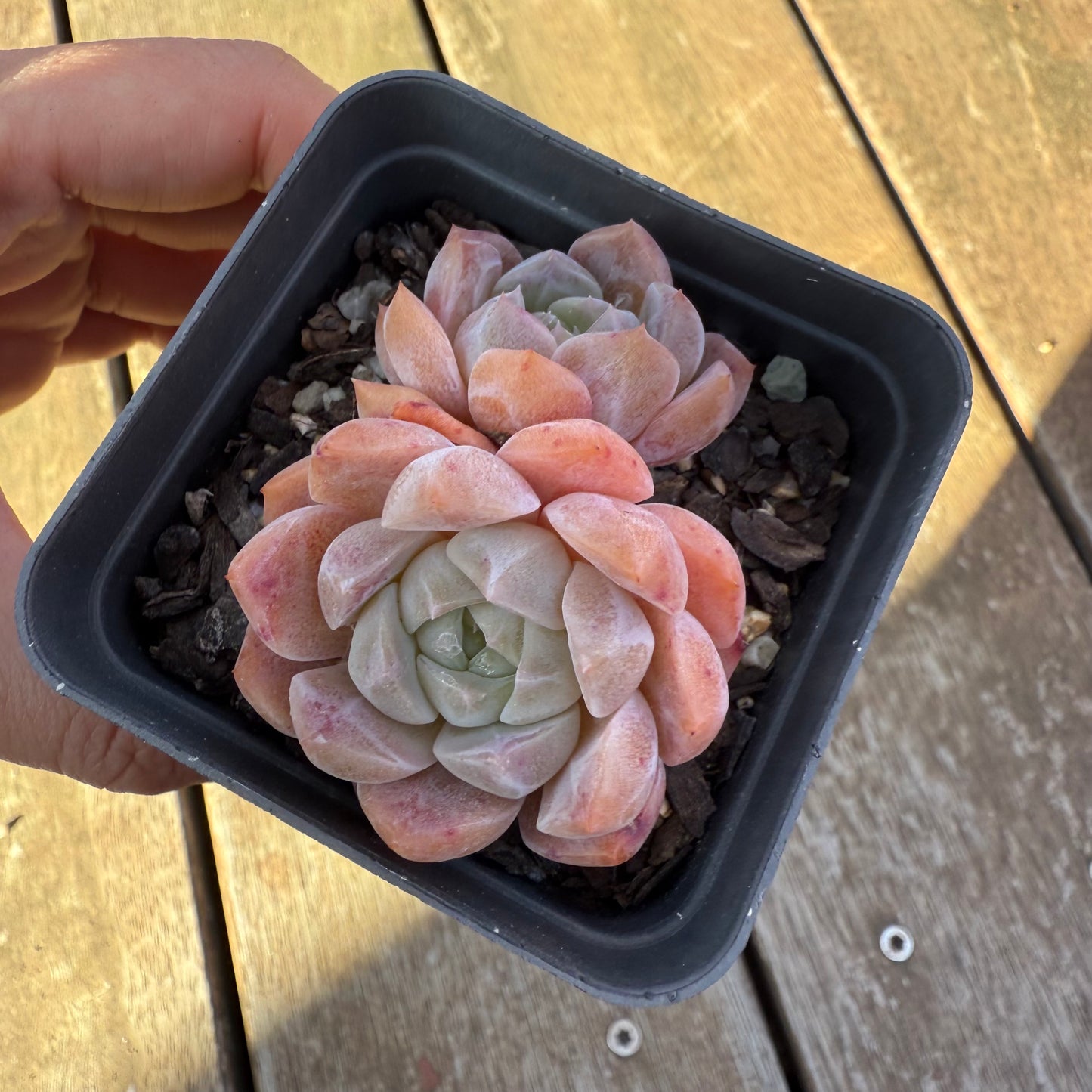 2705 Echeveria Orange Diamond