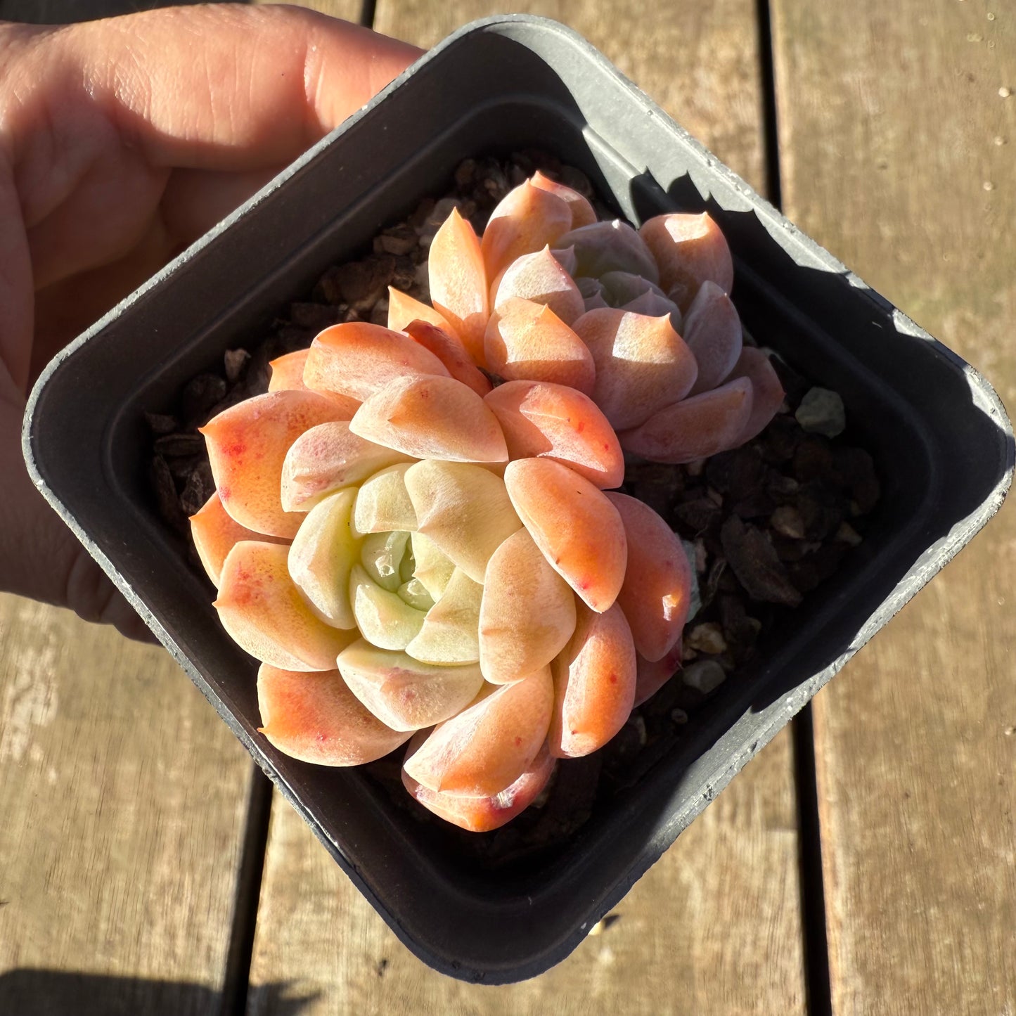 2705 Echeveria Orange Diamond