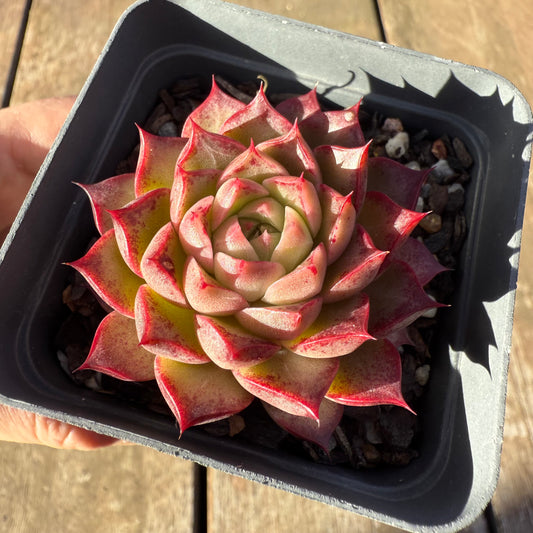 2705 Echeveria 'Queen Red'