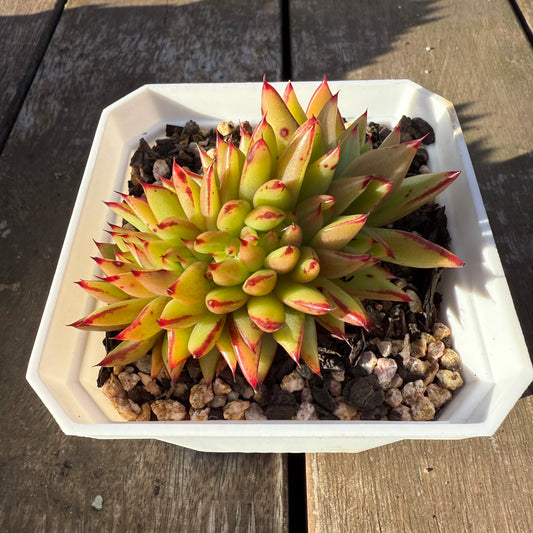 2705 Echeveria 'Ek Soul' Crest