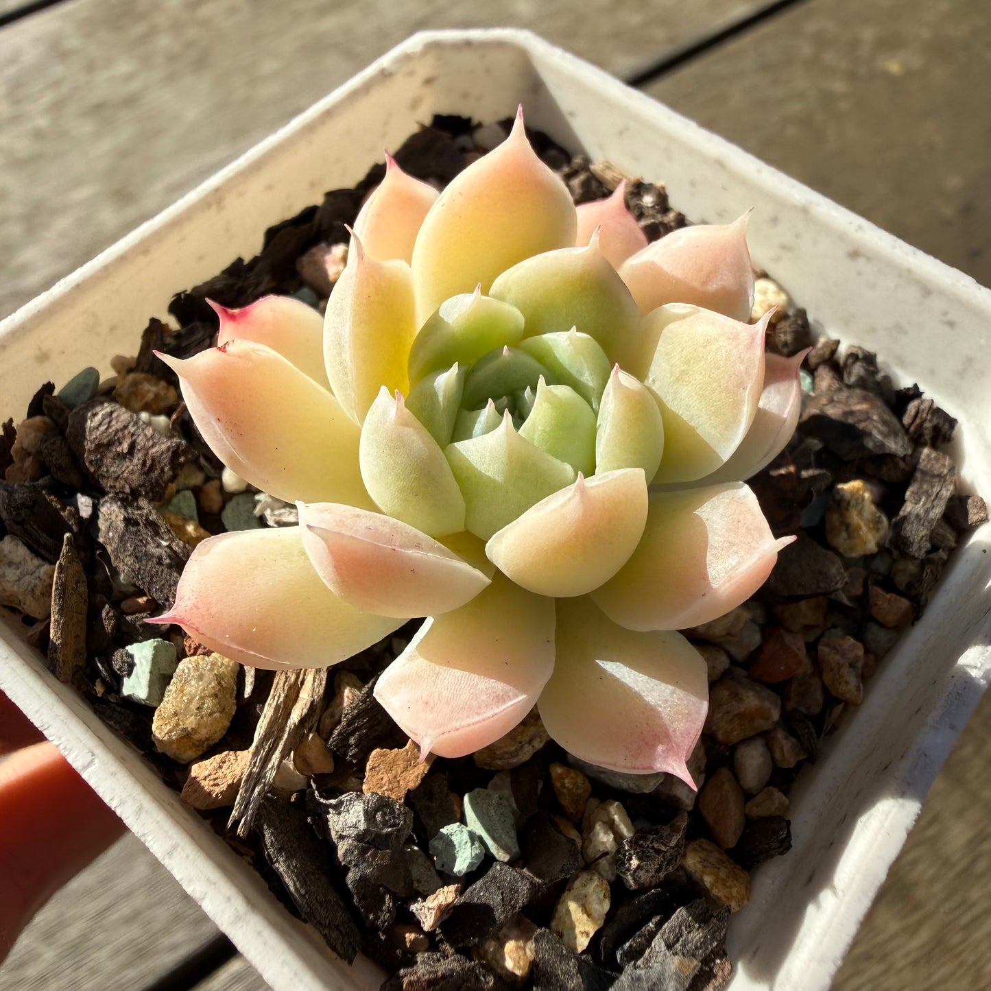 2804 Echeveria Elegans 'Crystal'