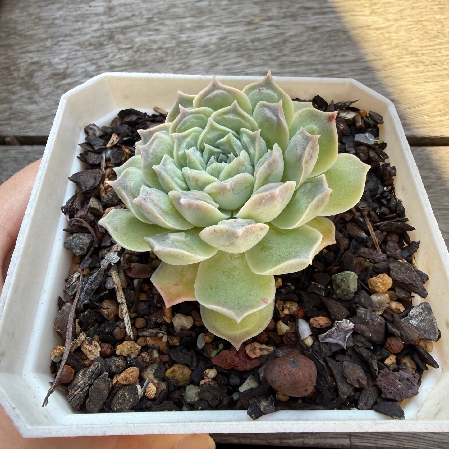 2804 Echeveria Heart's Choice
