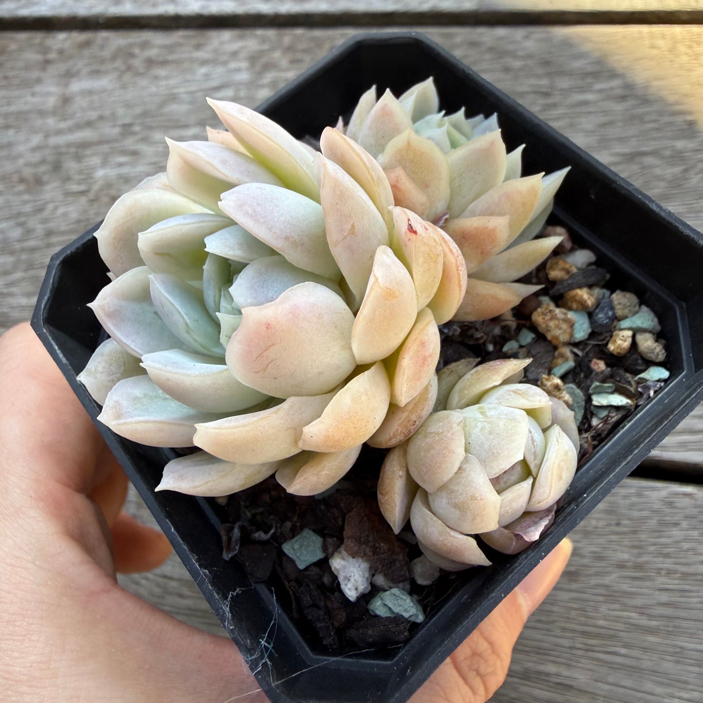 2804 Echeveria White Elegans