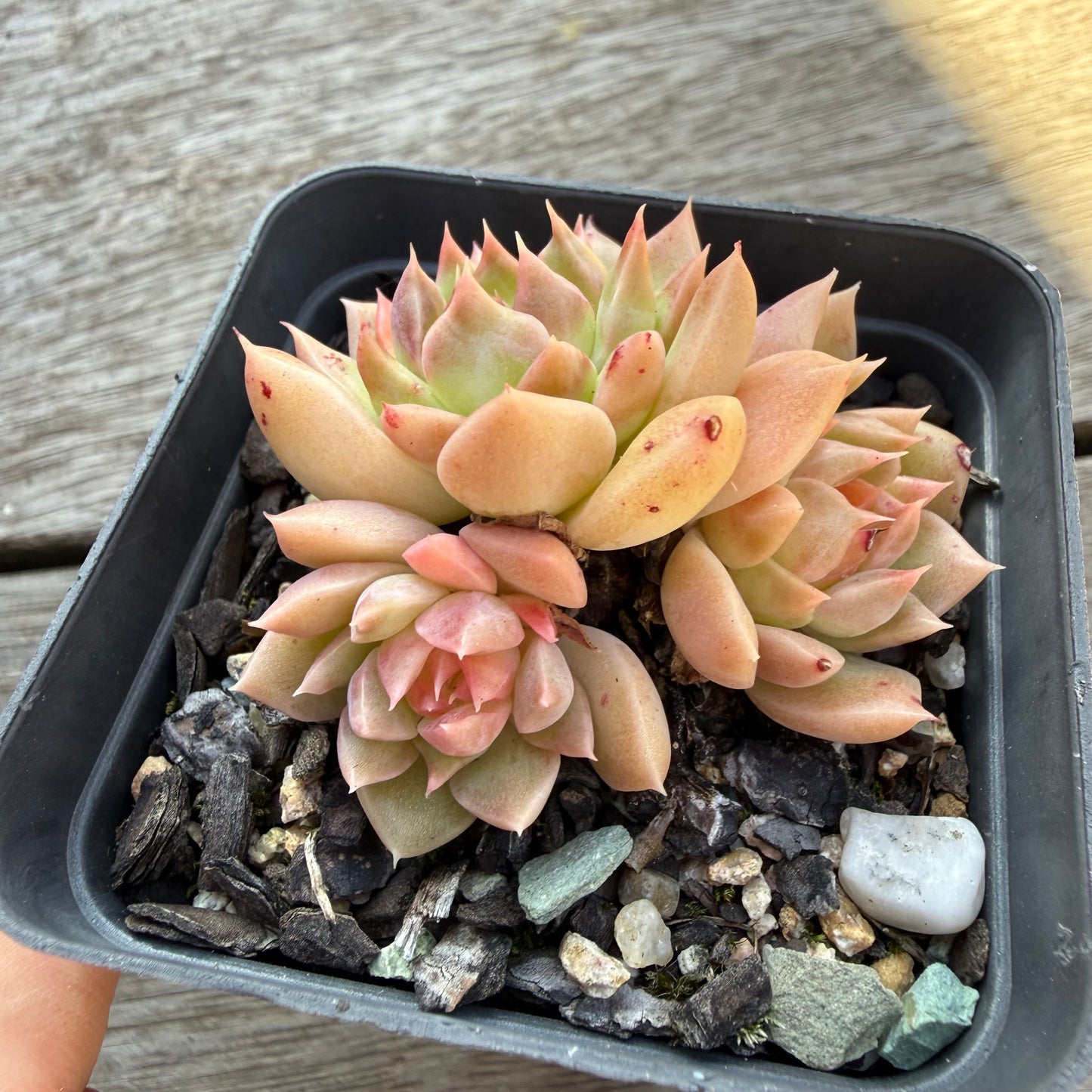 2804 Echeveria 'Rose Quartz' (Multi)