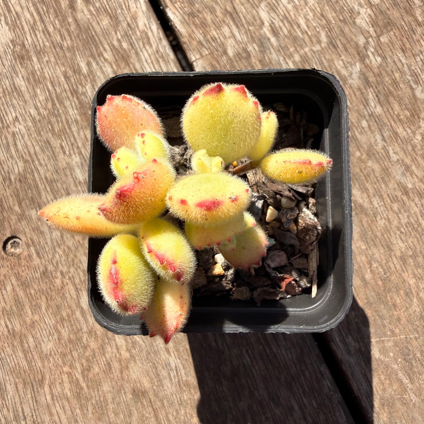 2810 Cotyledon Tomentosa - Bears Paw White Variegated