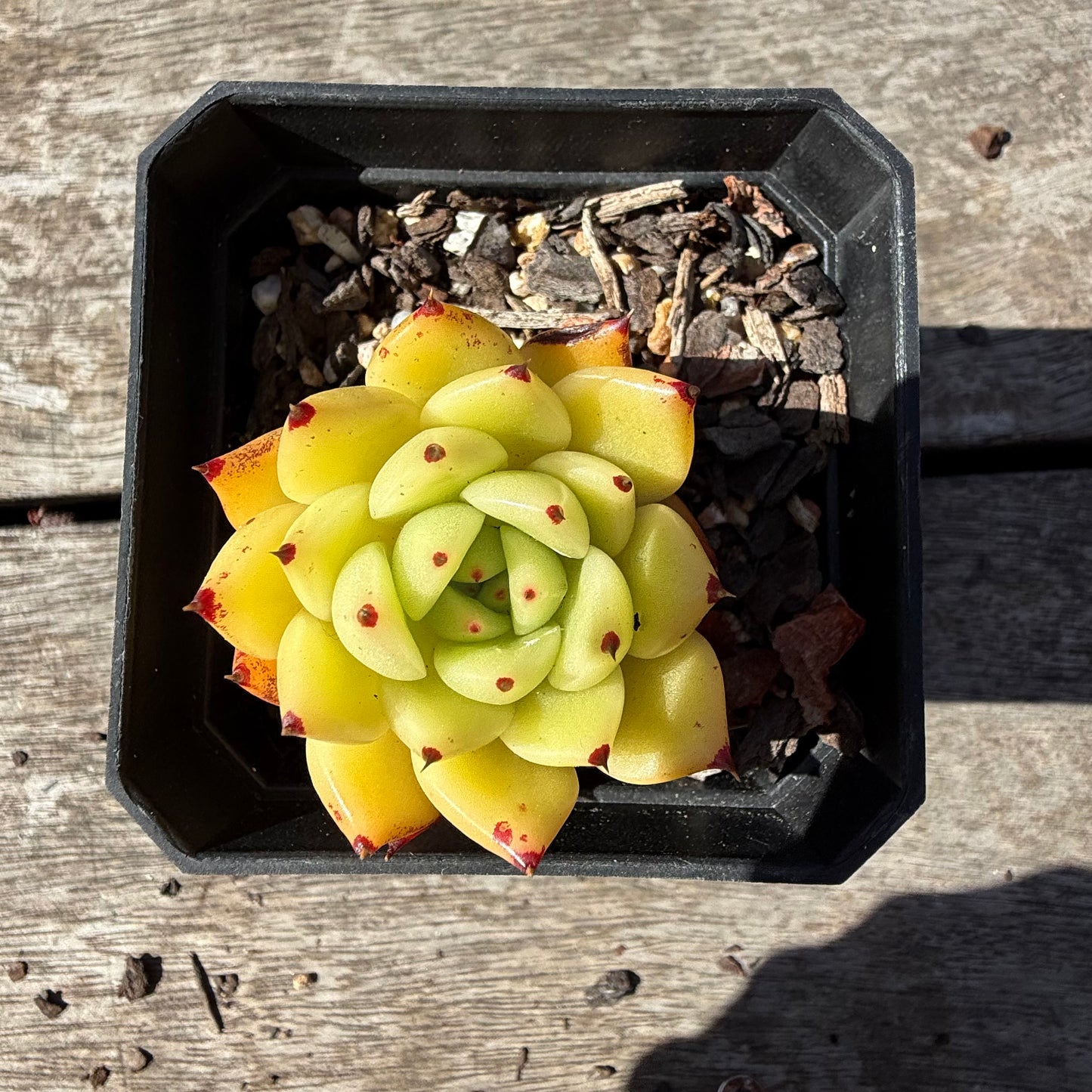 2810 Echeveria Agavoides 'Star Velvet'