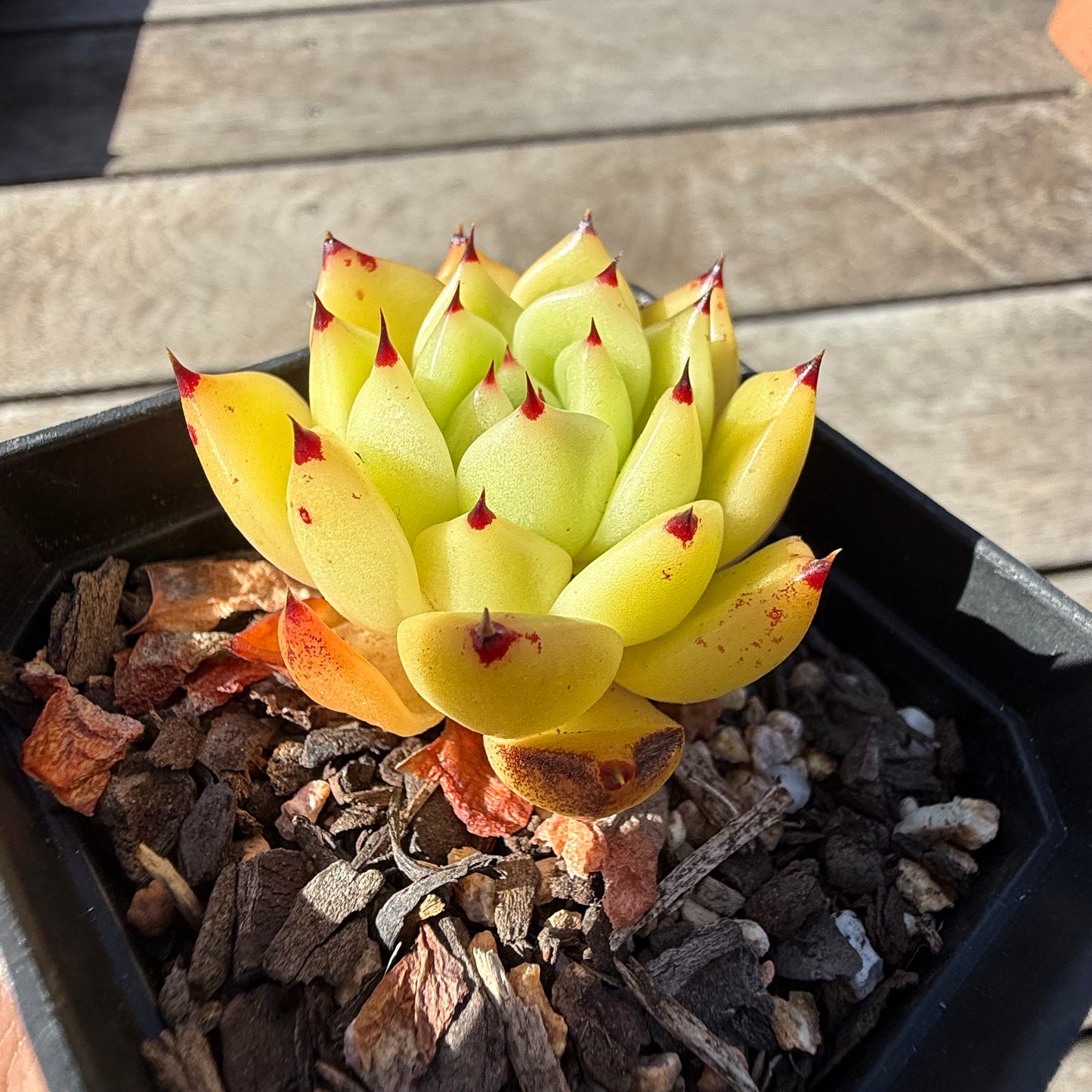 2810 Echeveria Agavoides 'Star Velvet'
