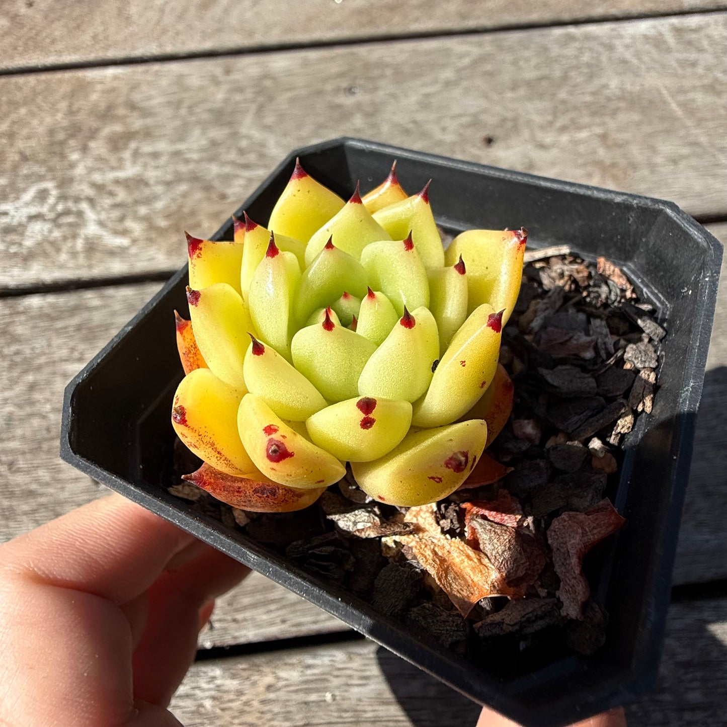 2810 Echeveria Agavoides 'Star Velvet'