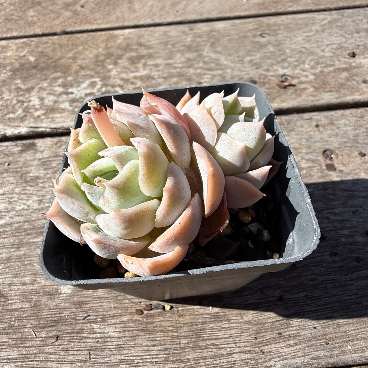 2810 Echeveria Blue Elegans