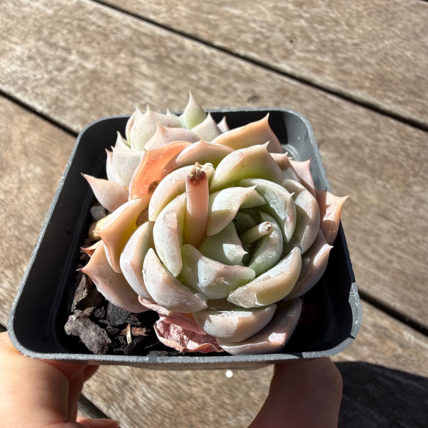 2810 Echeveria Blue Elegans