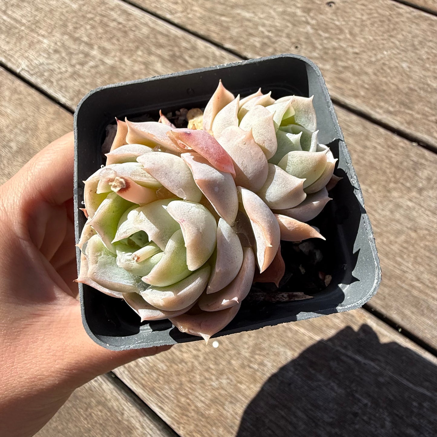 2810 Echeveria Blue Elegans