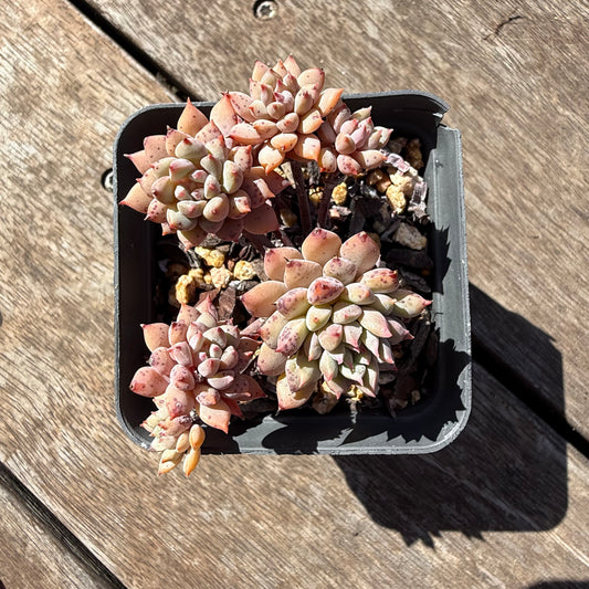 2810 Echeveria ‘Chrissy N Ryan’