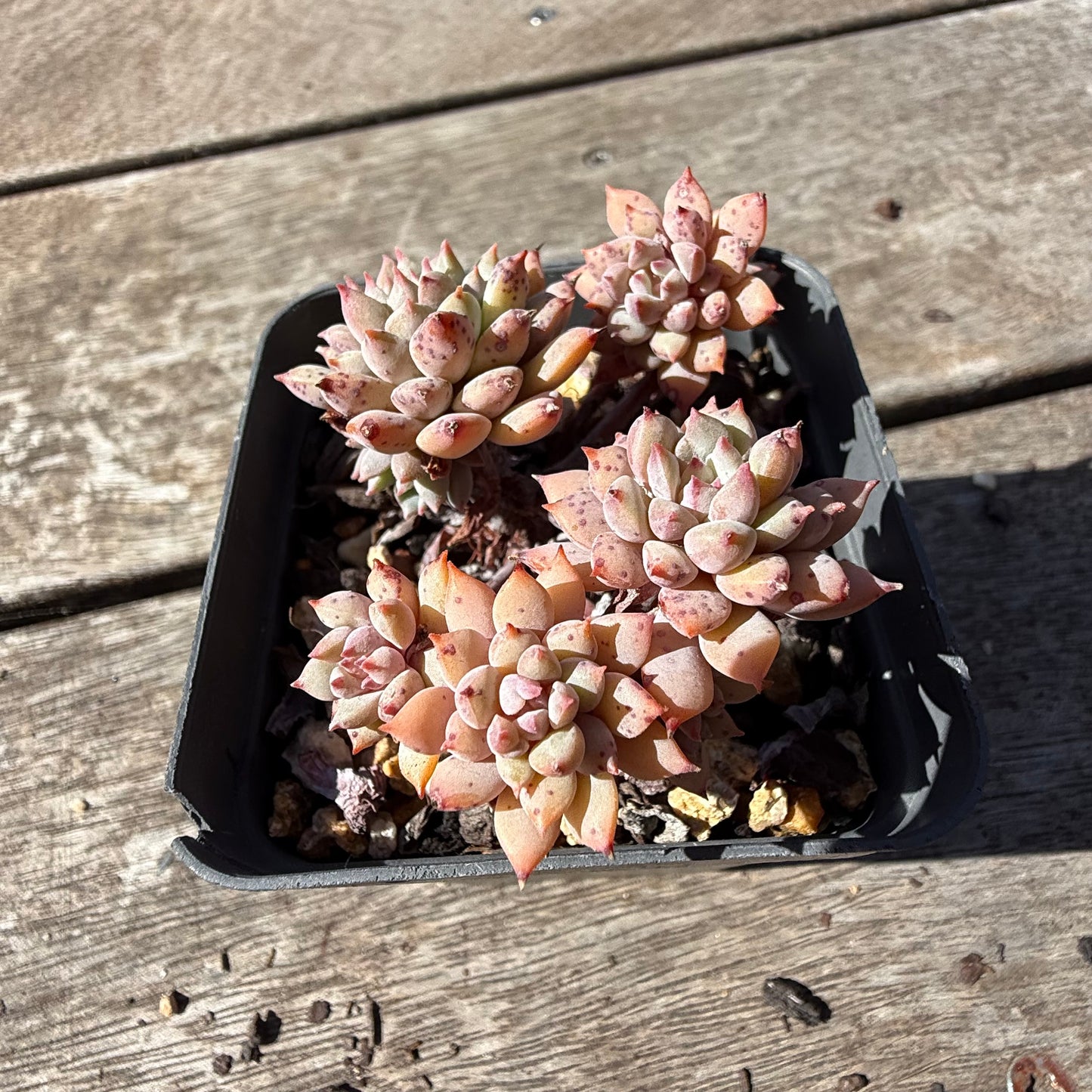 2810 Echeveria ‘Chrissy N Ryan’