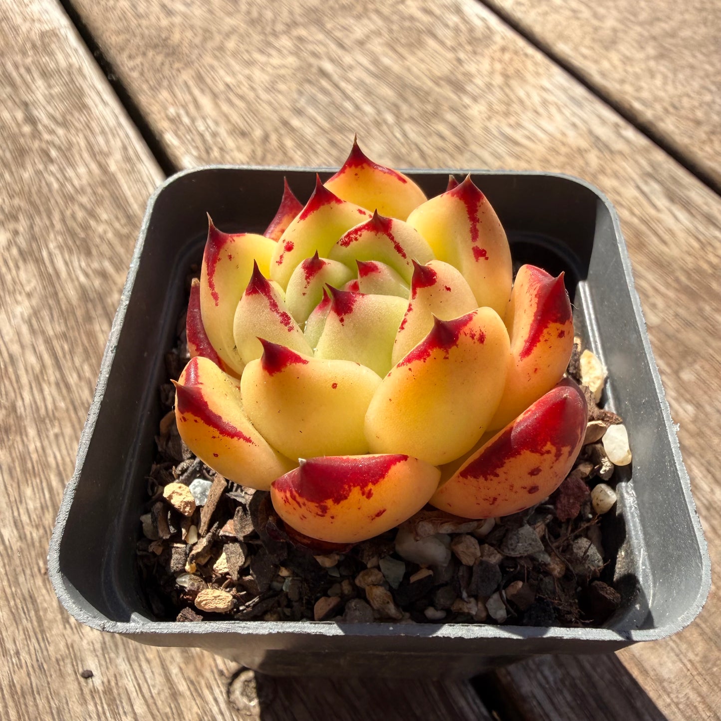 2810 Echeveria Agavoides Ebony (Fat Form)