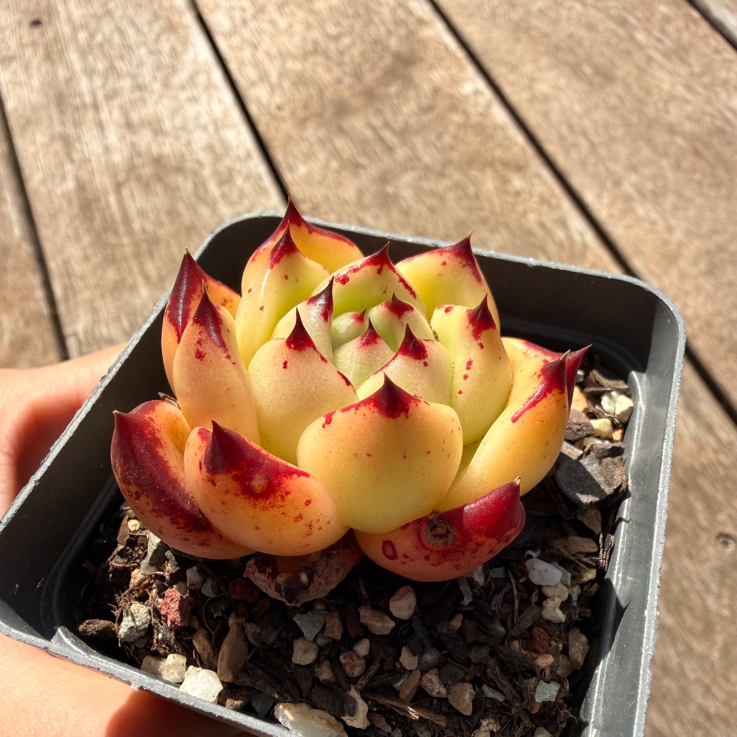 2810 Echeveria Agavoides Ebony (Fat Form)