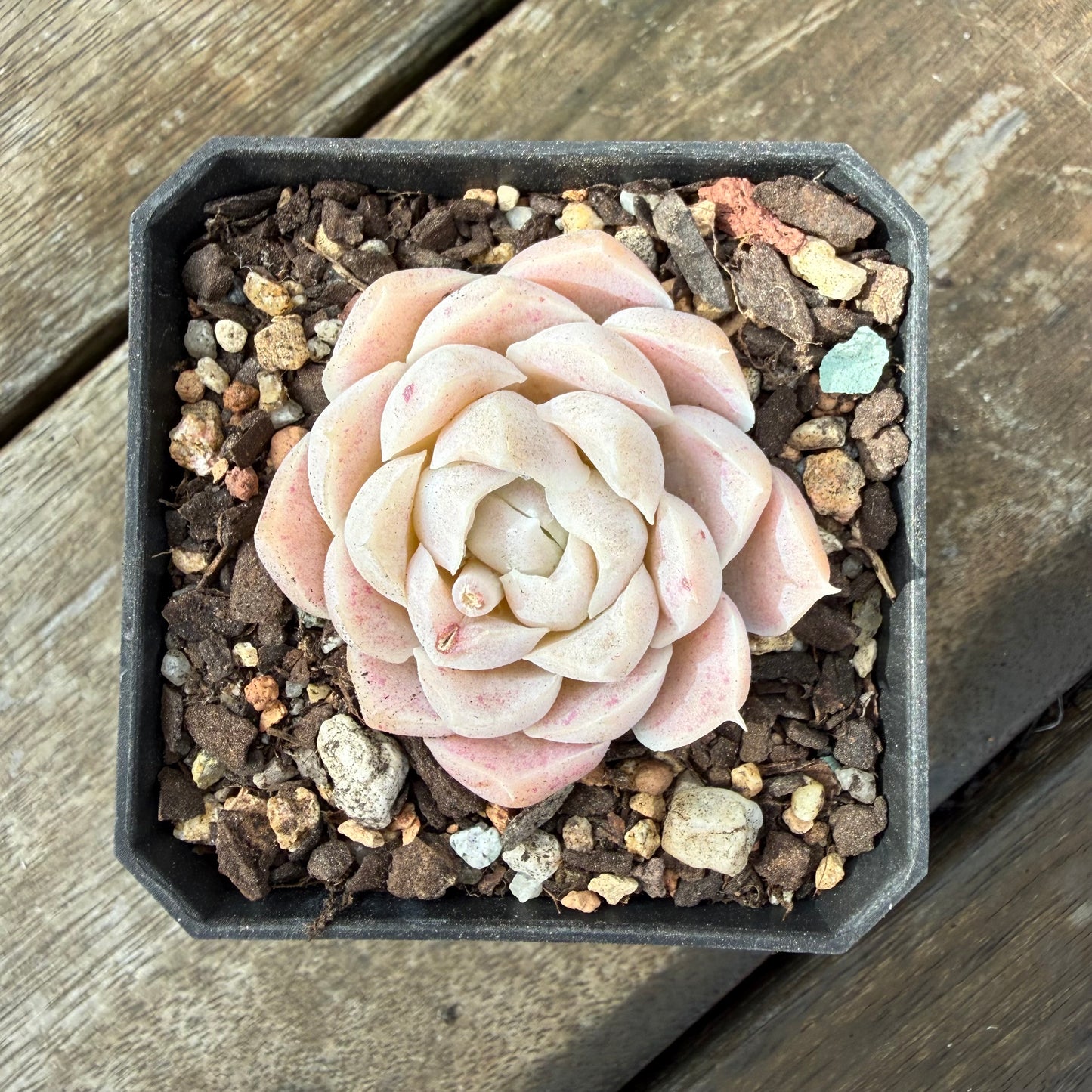 2810 Echeveria Elegans 'Cream Rose'