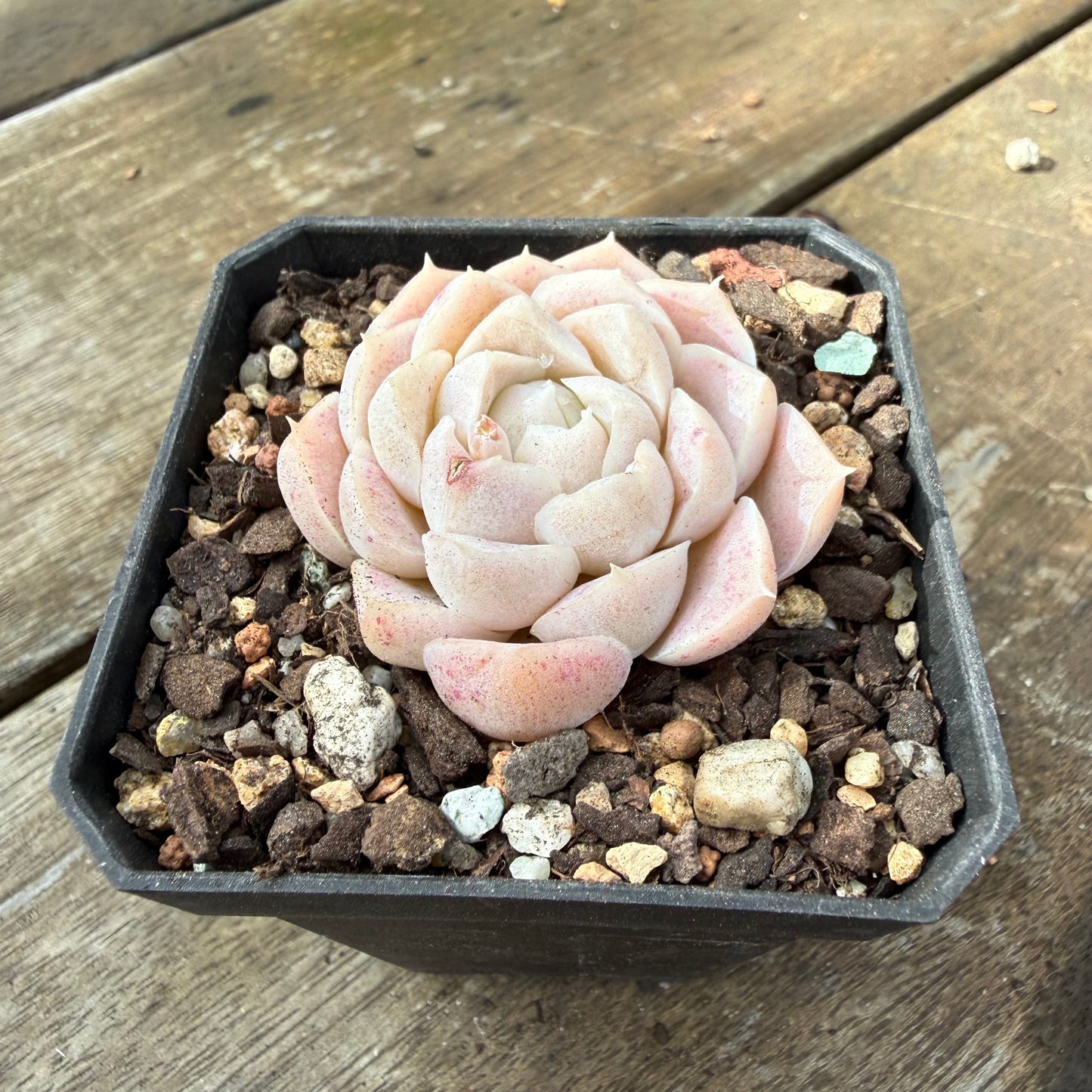 2810 Echeveria Elegans 'Cream Rose'