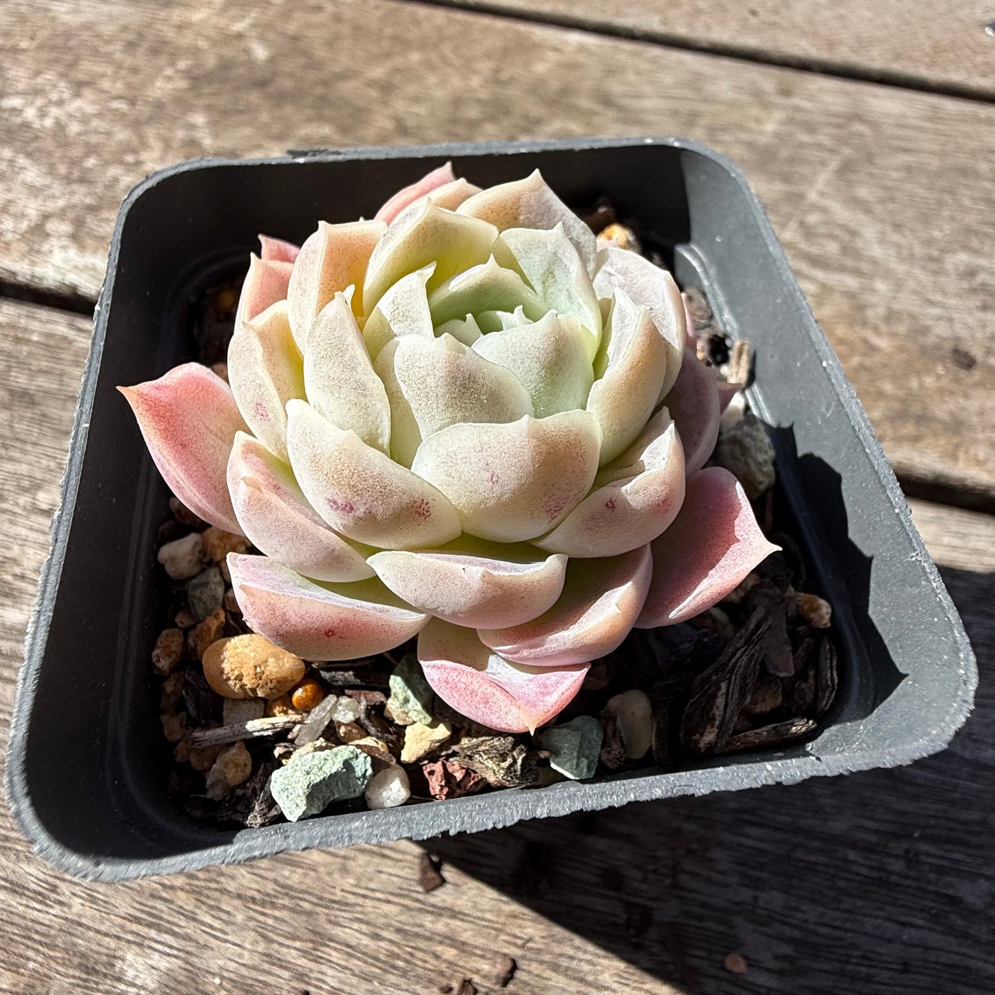 2810 Echeveria Elegans 'Pink Lady'