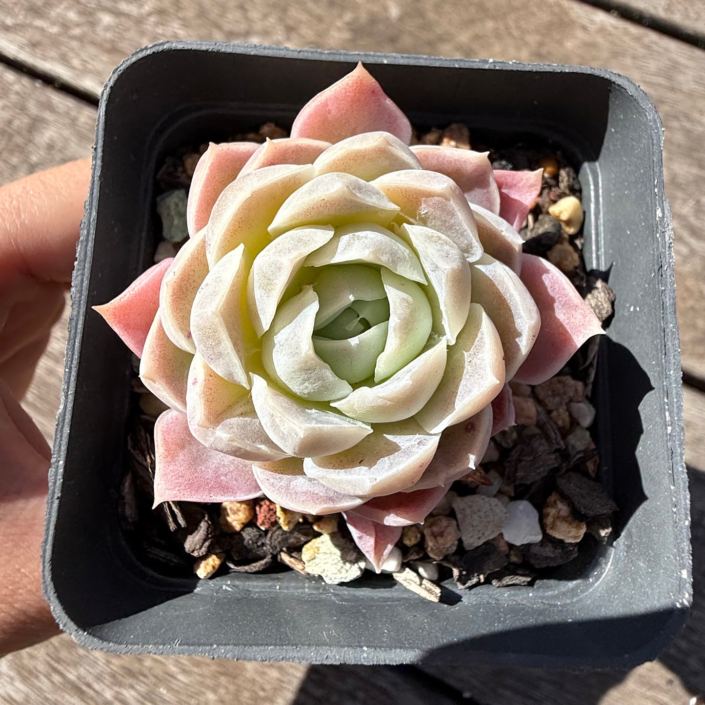 2810 Echeveria Elegans 'Pink Lady'