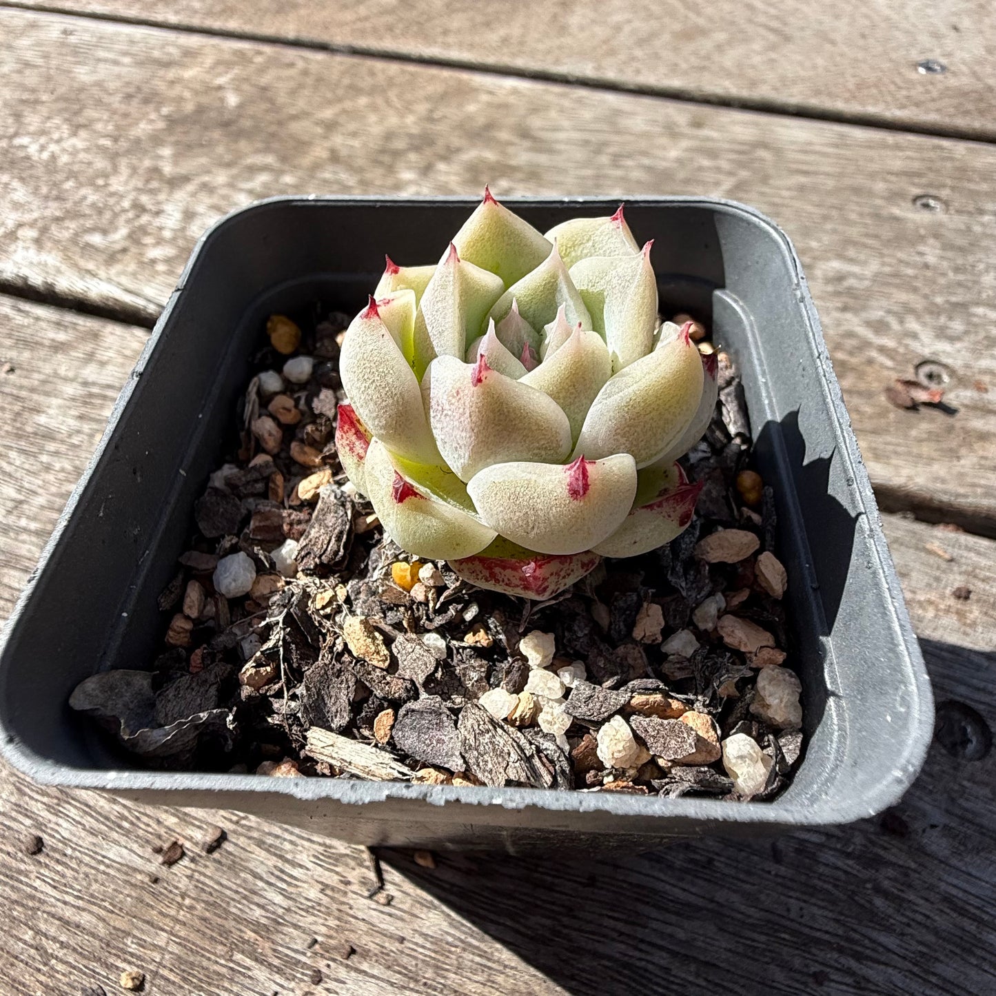 2810 Echeveria Malgan 'Little Prince' - Korean Form