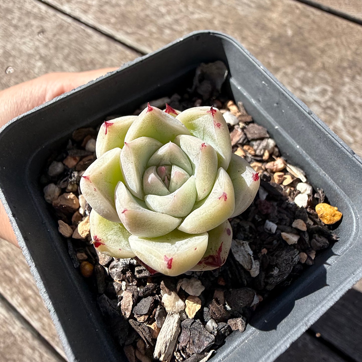 2810 Echeveria Malgan 'Little Prince' - Korean Form