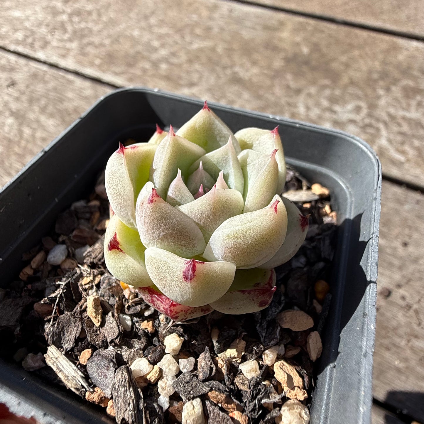 2810 Echeveria Malgan 'Little Prince' - Korean Form