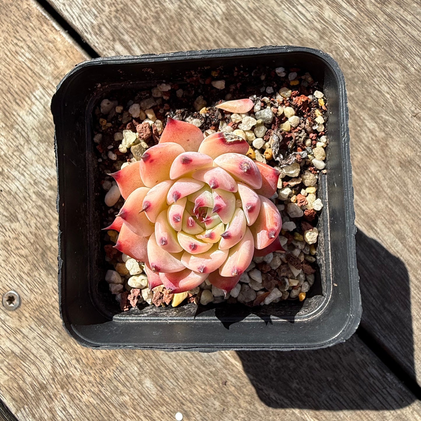 2810 Echeveria Peach Boy