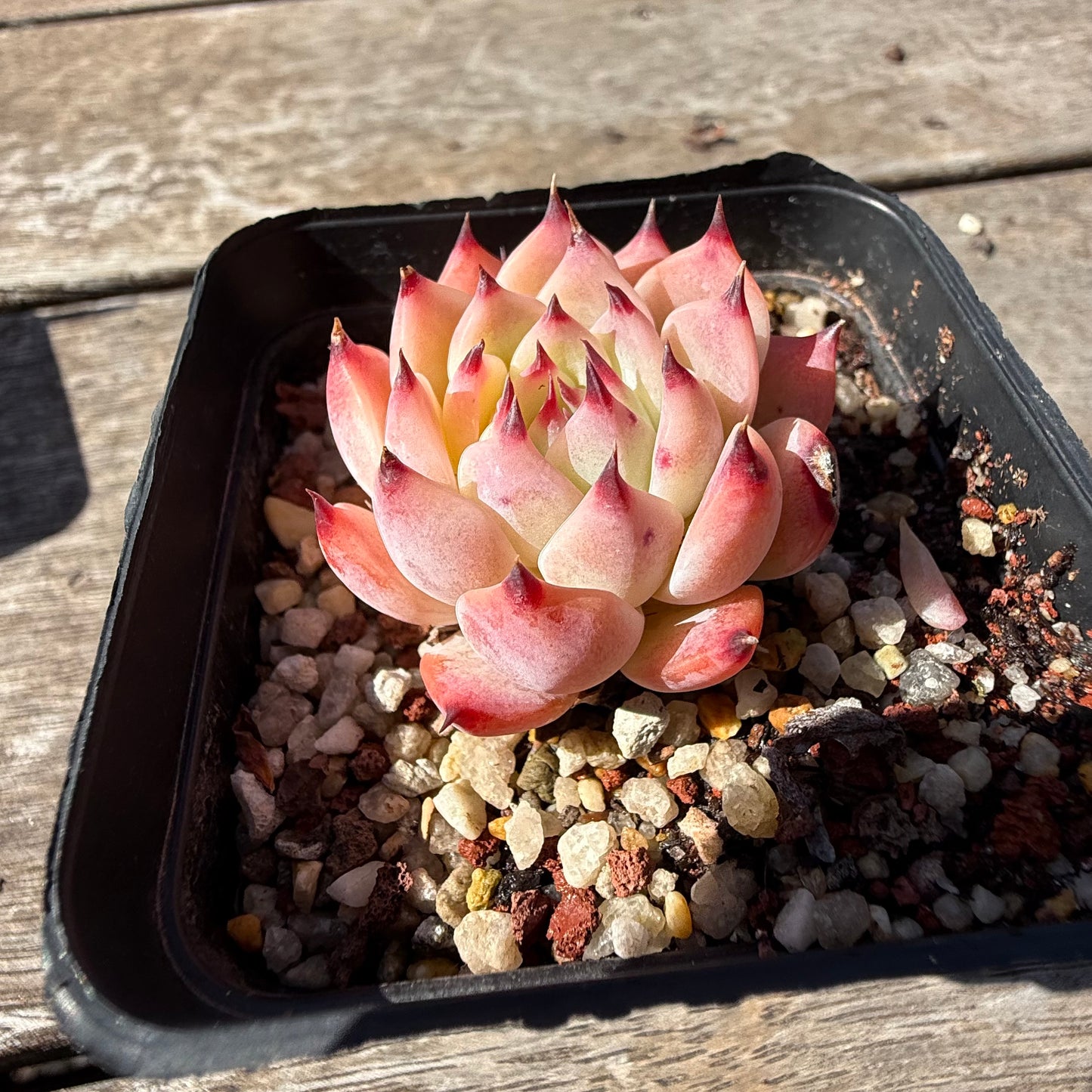 2810 Echeveria Peach Boy