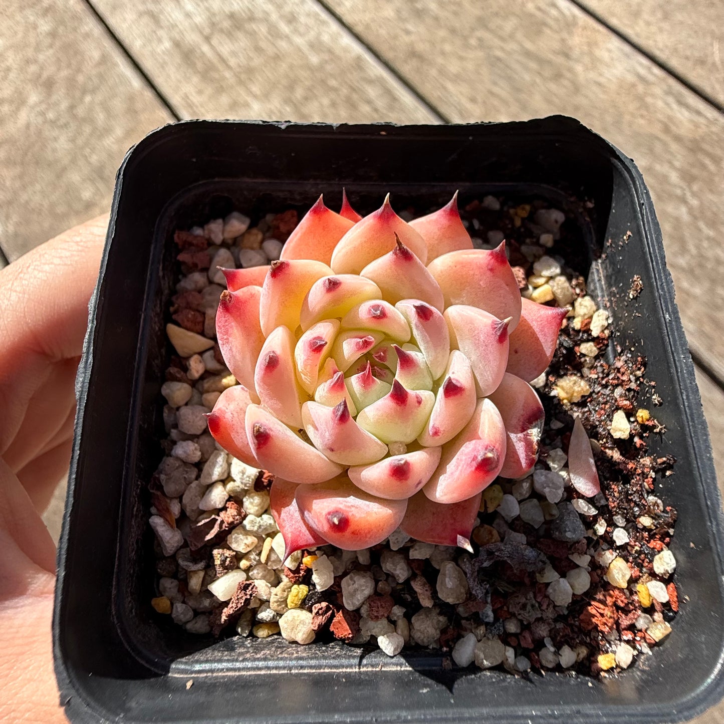 2810 Echeveria Peach Boy