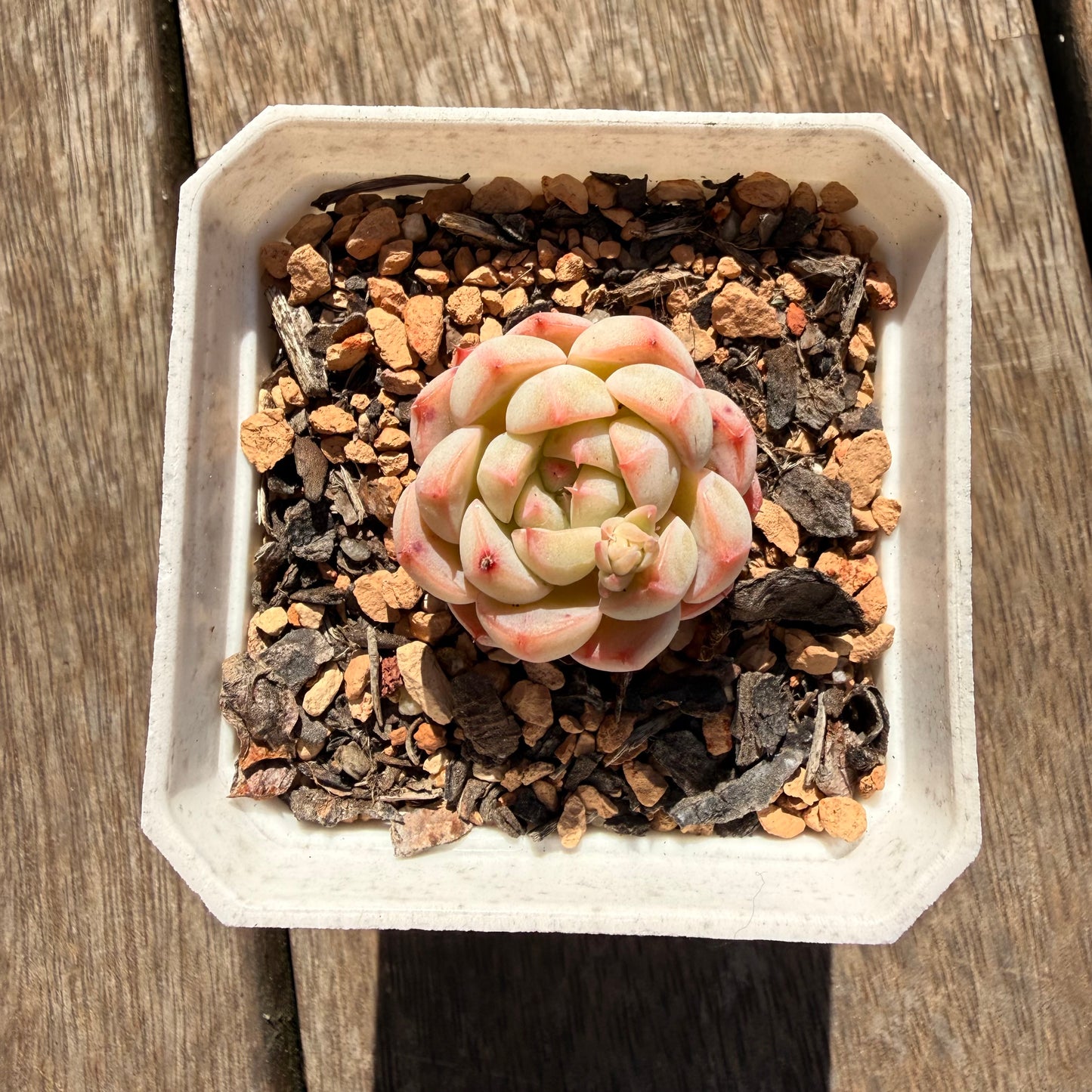 2810 Echeveria 'Pink Love'