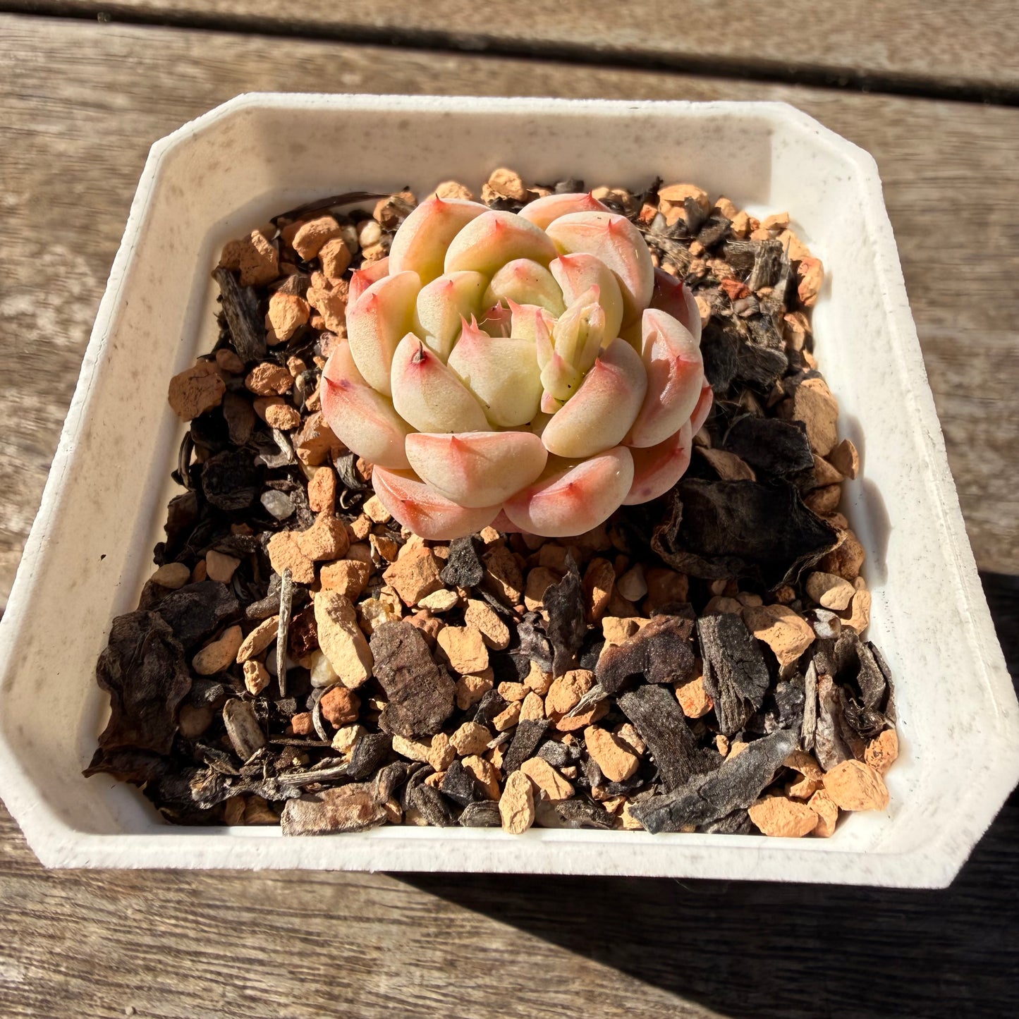 2810 Echeveria 'Pink Love'
