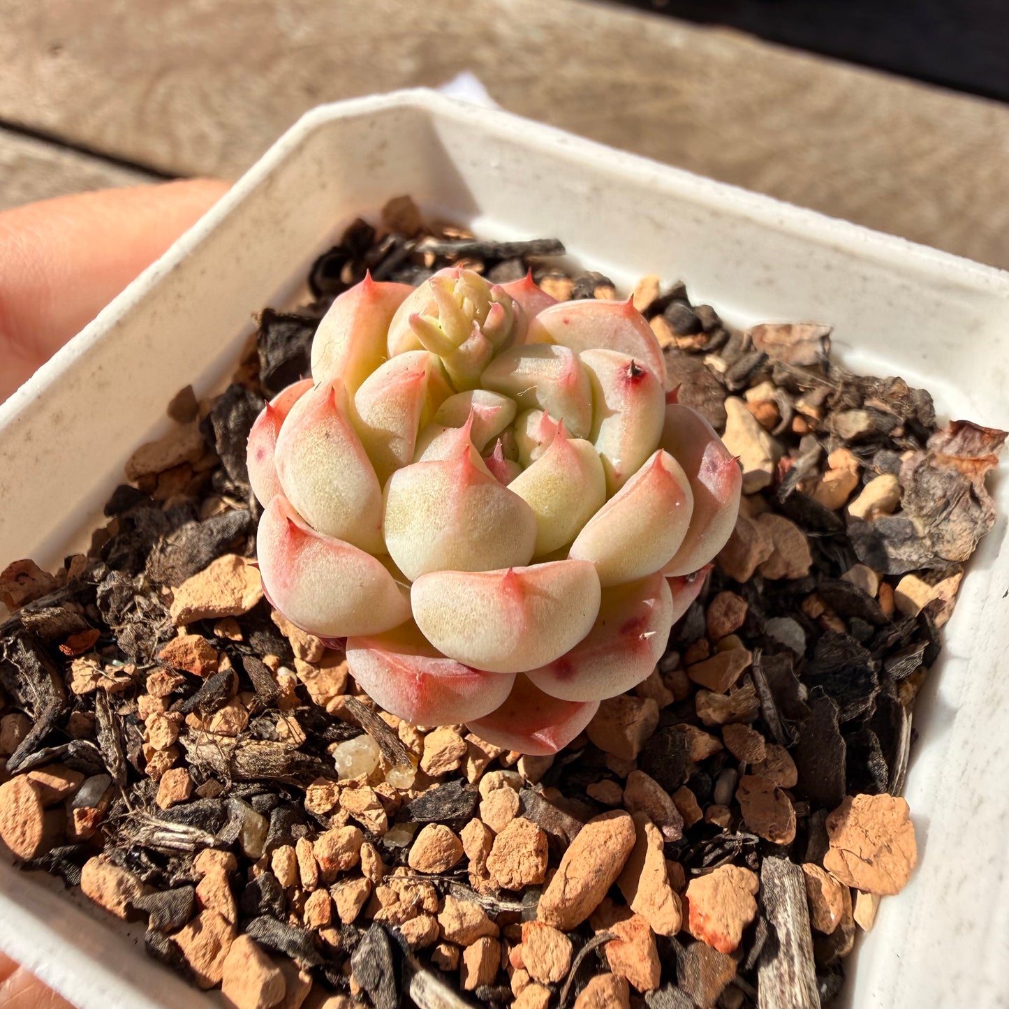 2810 Echeveria 'Pink Love'