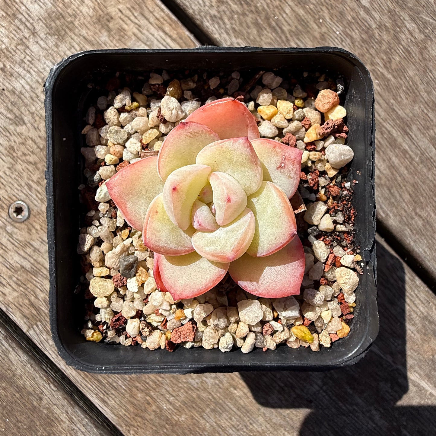2810 Echeveria Strawberry Puff