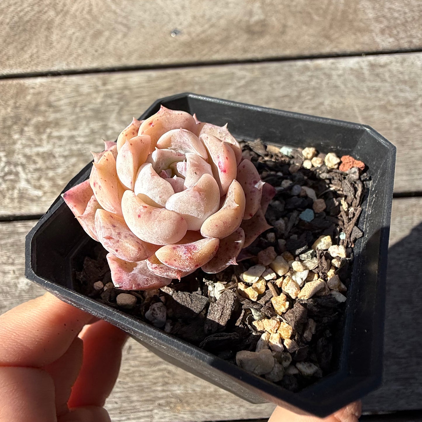 2810 Echeveria 'Amazing Grace' - Korean Form