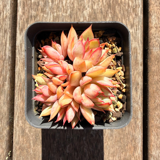 2810 Echeveria 'Lotus Lantern' (Multi)