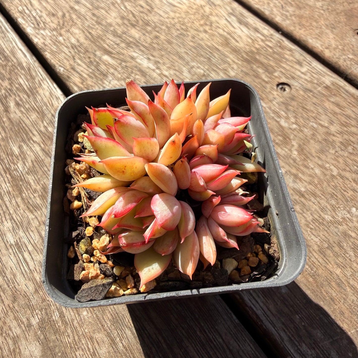 2810 Echeveria 'Lotus Lantern' (Multi)
