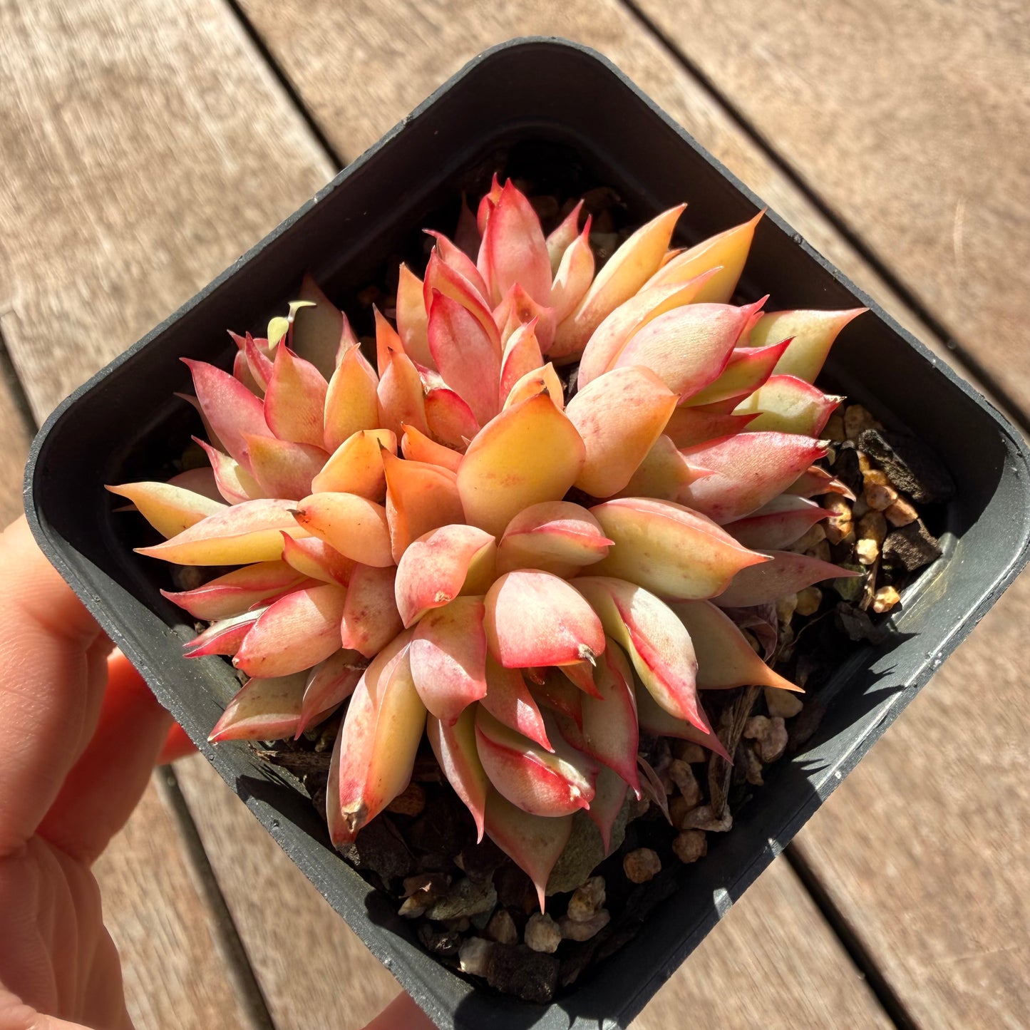 2810 Echeveria 'Lotus Lantern' (Multi)