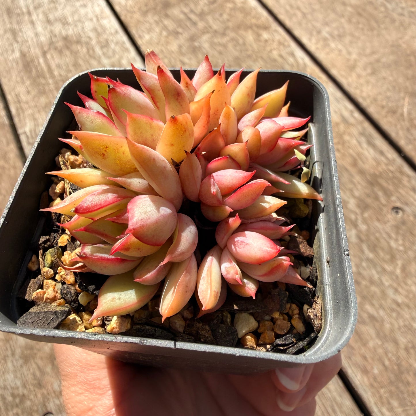 2810 Echeveria 'Lotus Lantern' (Multi)
