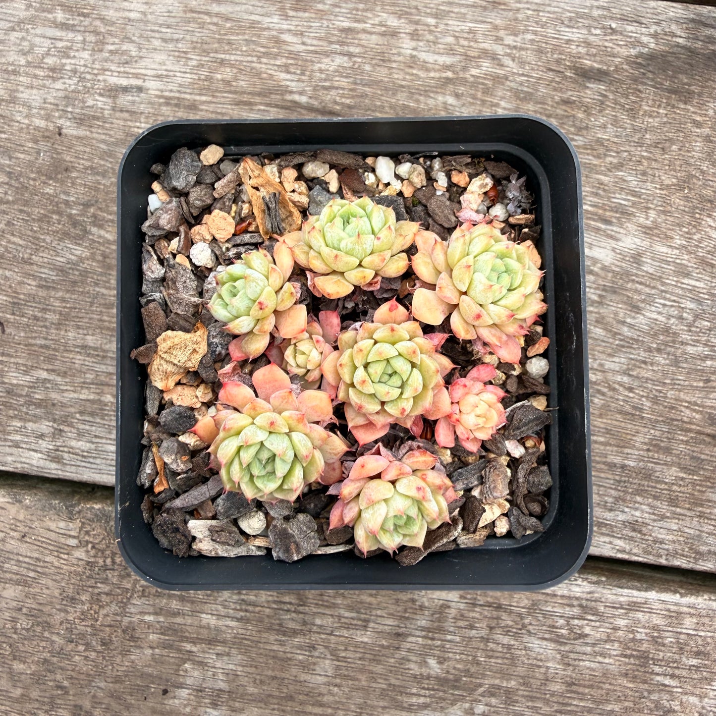 2810 Echeveria 'Marshmellow' (Multi)