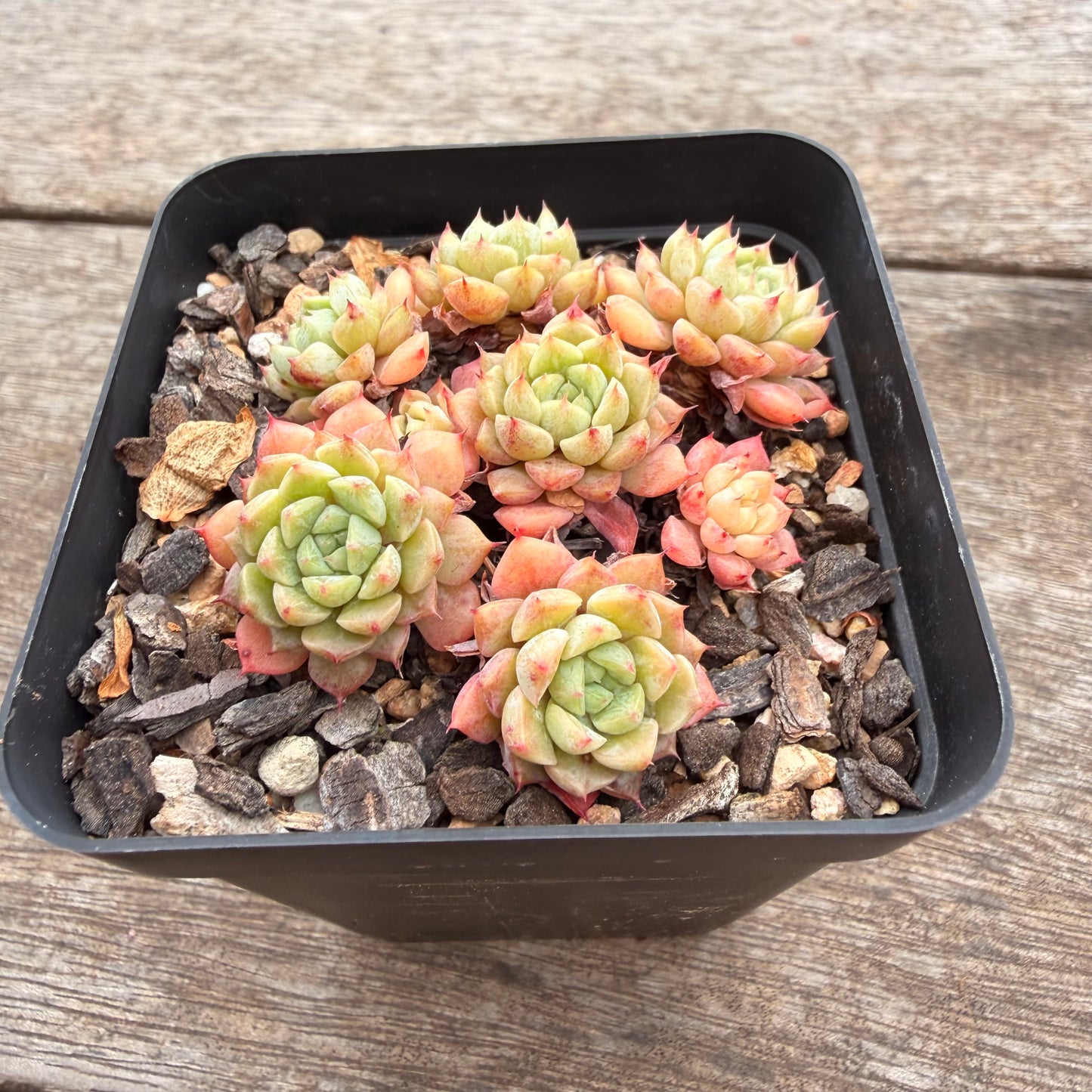 2810 Echeveria 'Marshmellow' (Multi)