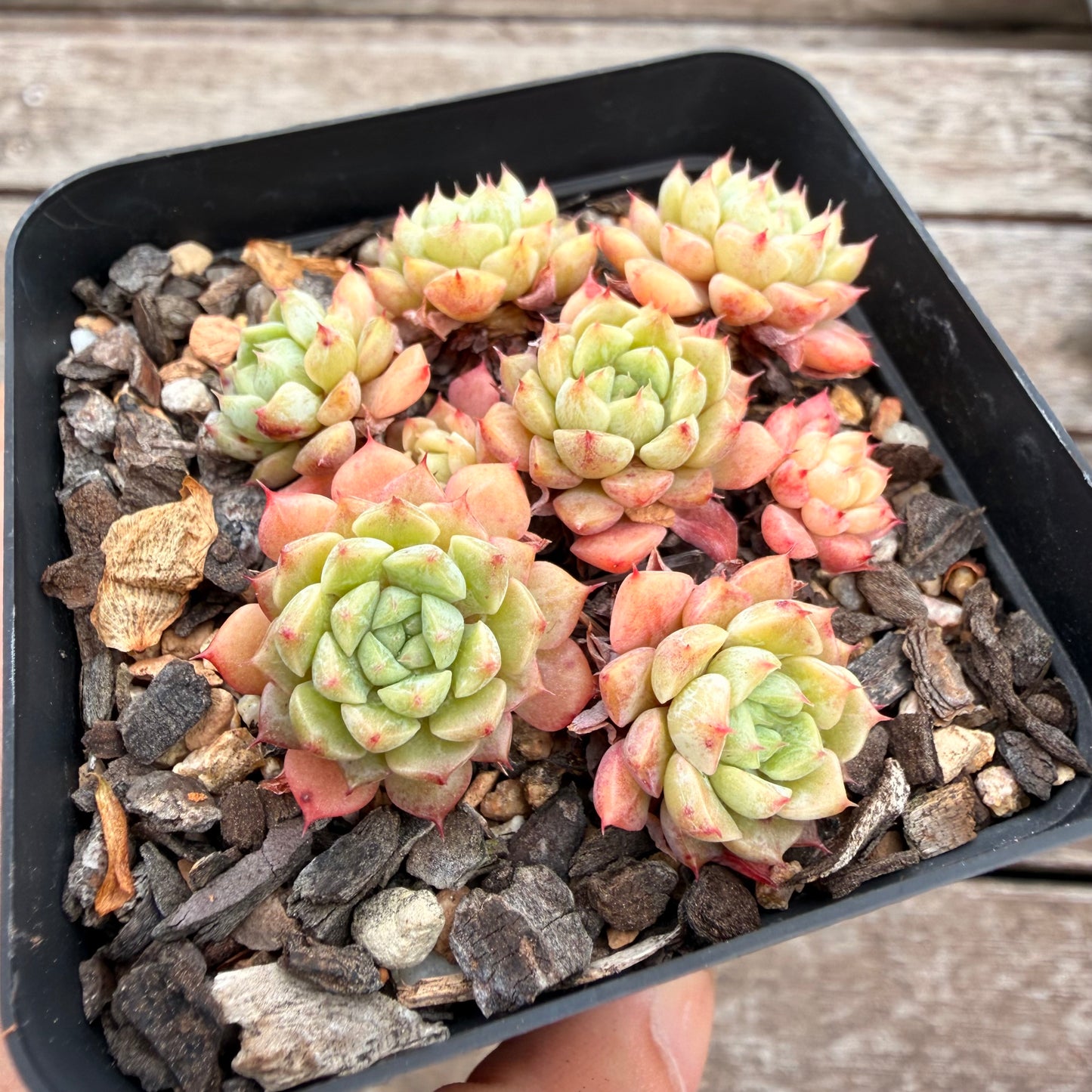 2810 Echeveria 'Marshmellow' (Multi)